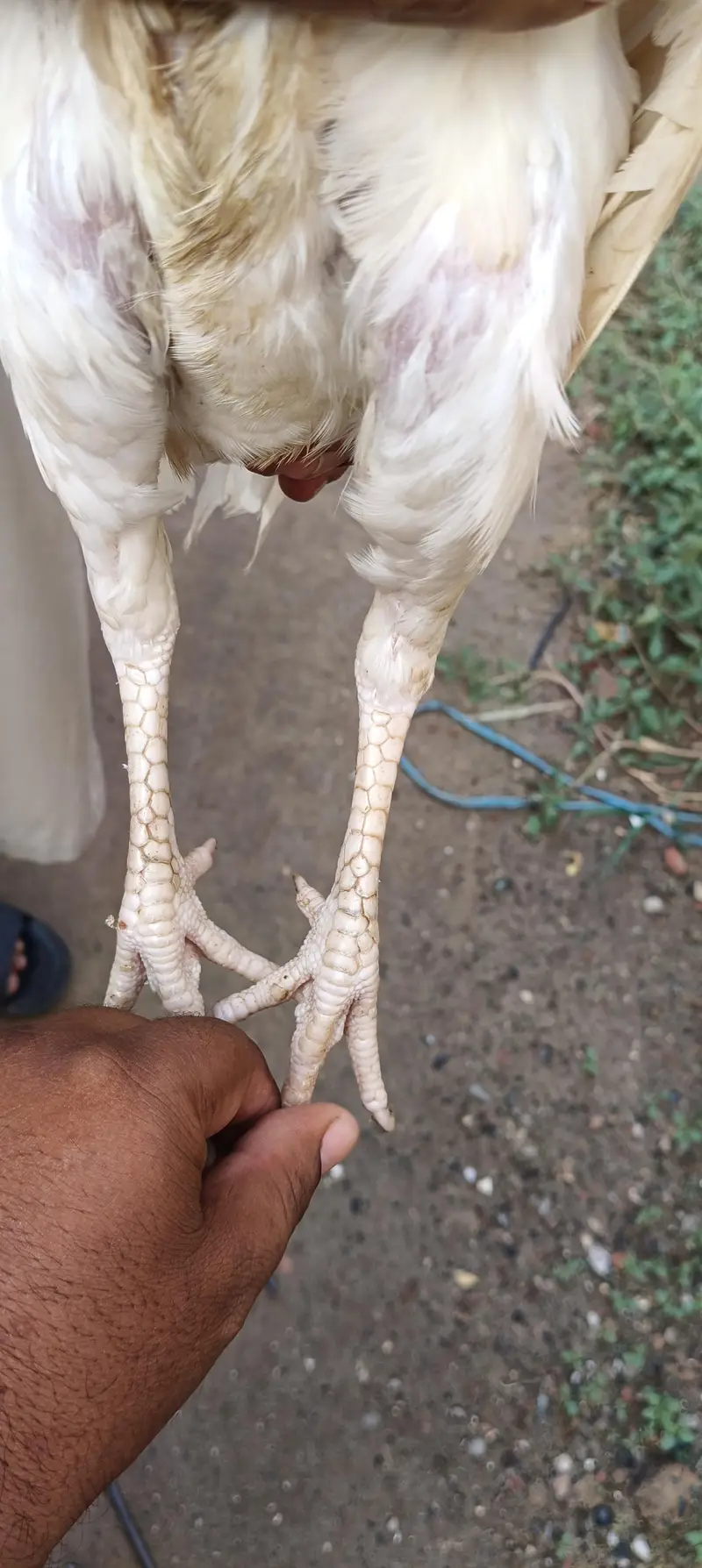 پیور پیپر وائٹ نوری بریڈ — photo 5