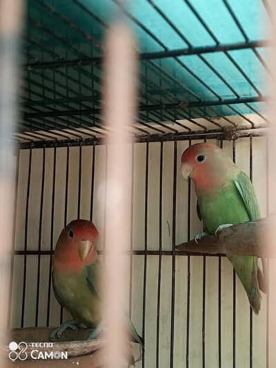 love birds