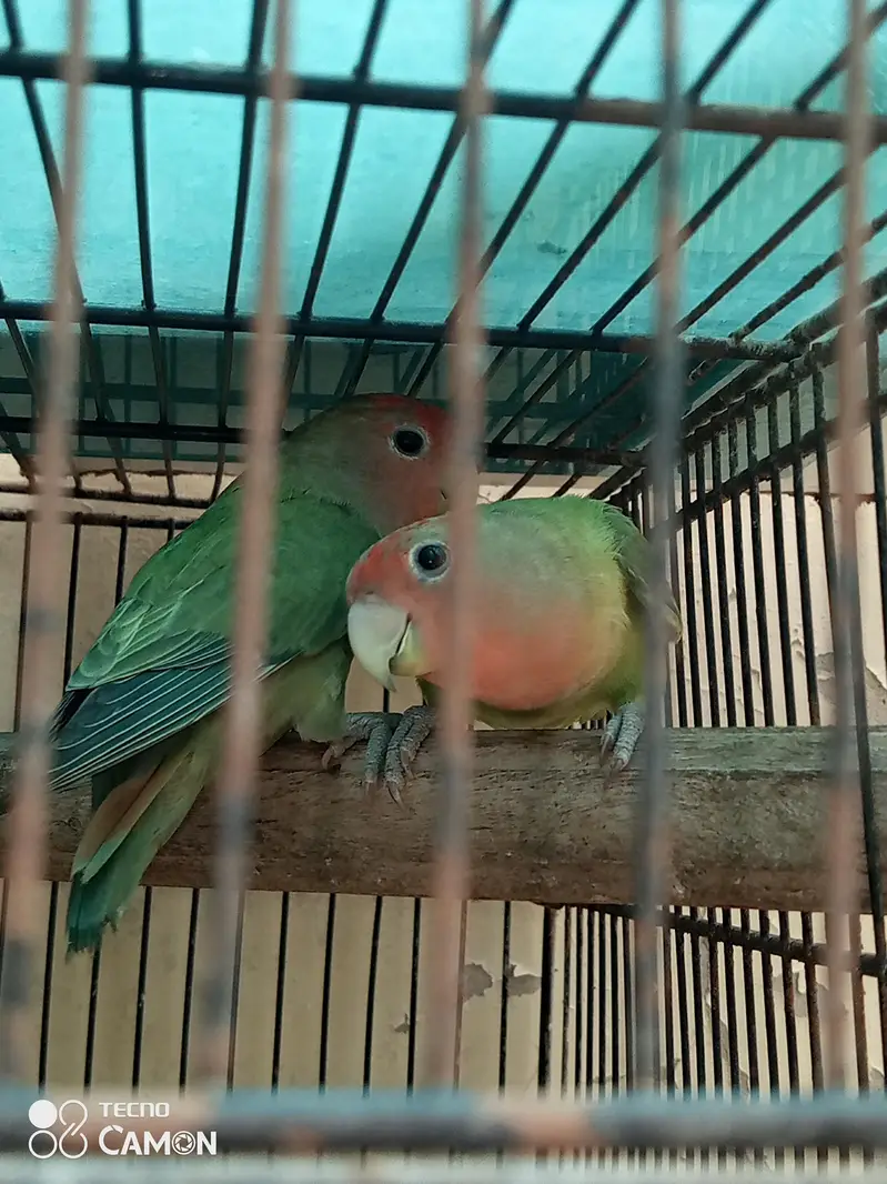 love birds — photo 2
