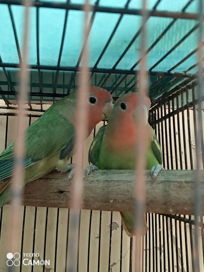 love birds — photo 3