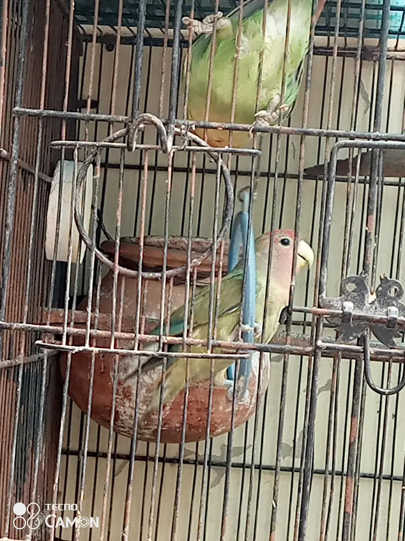 love birds — photo 4