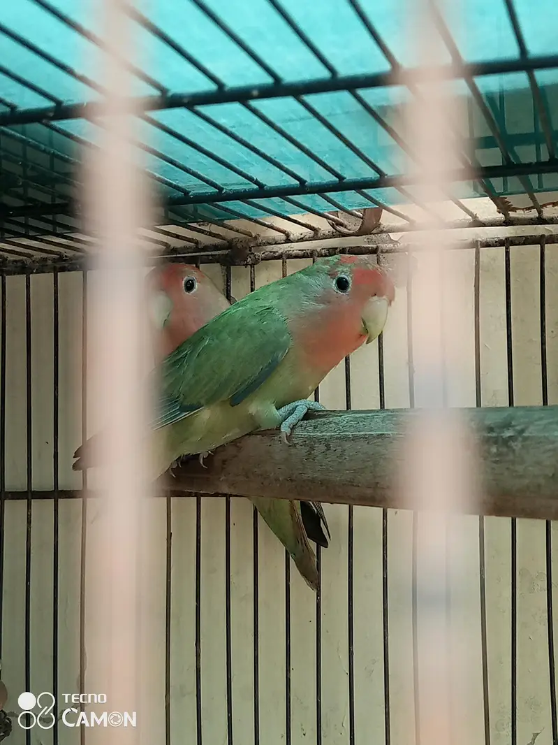 love birds — photo 5