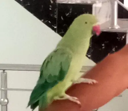 Parrot — photo 2