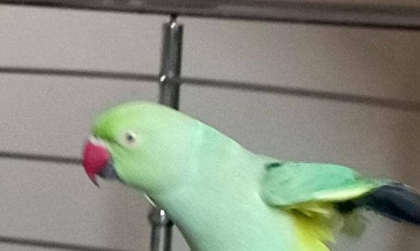 Parrot 2