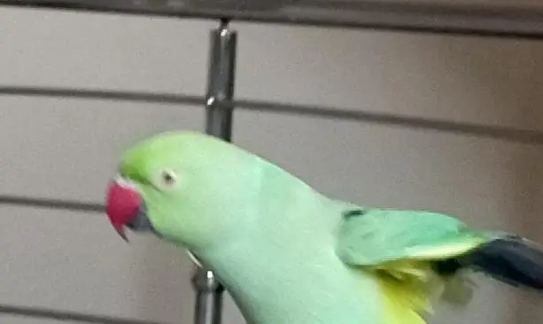 Parrot — photo 3
