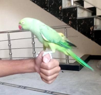 Parrot 3