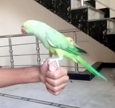 Parrot — photo 4