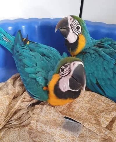 blue macaw parrot chicks for sale (03217018730)