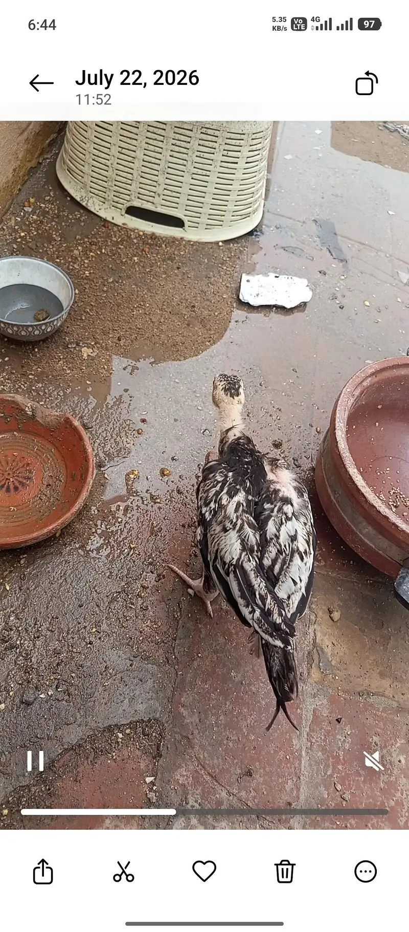 jawa or lakha choza — photo 2