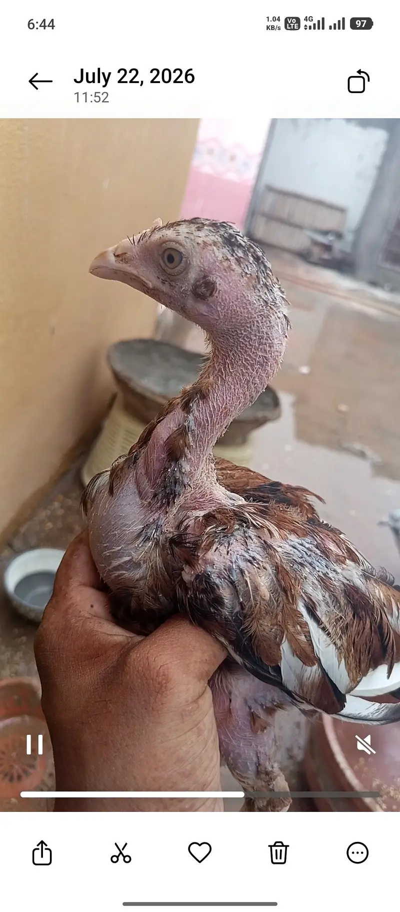 jawa or lakha choza — photo 3