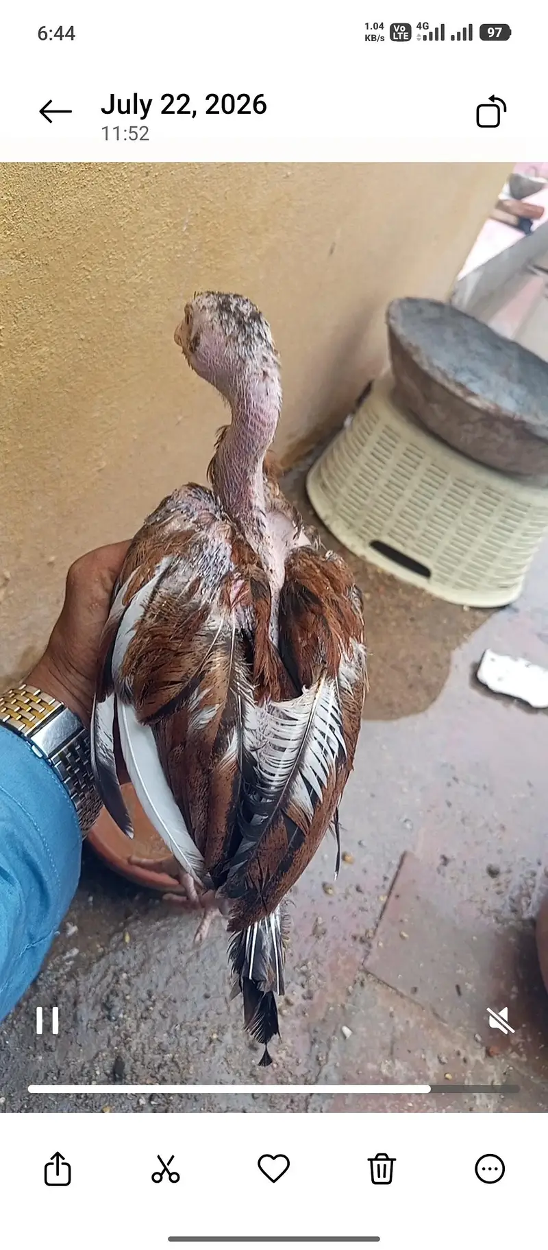 jawa or lakha choza — photo 4
