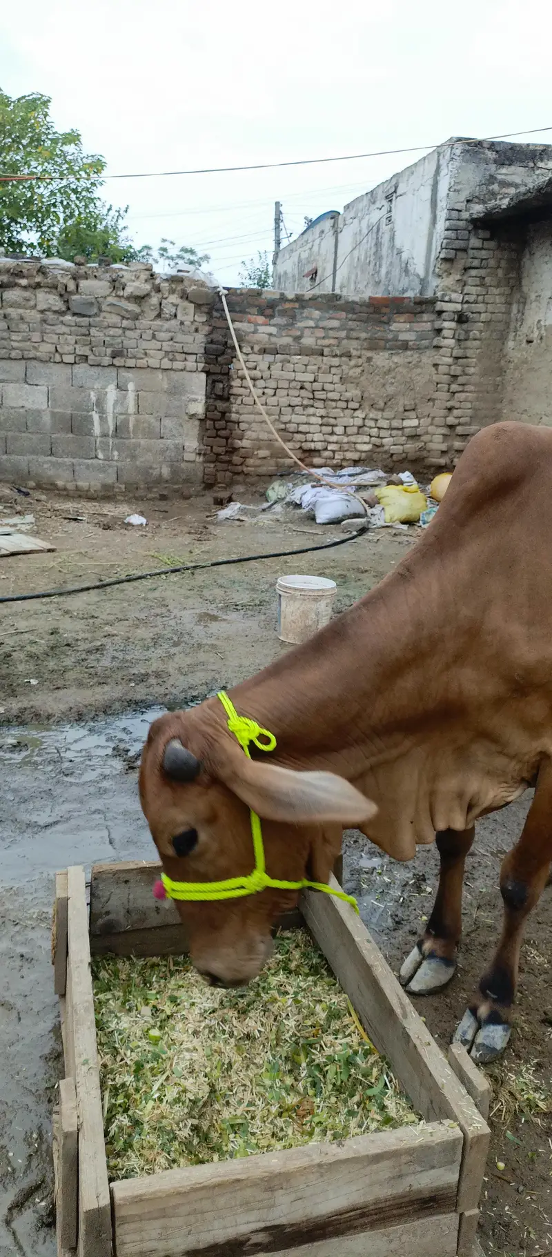 choolistani sahiwal cross — photo 3