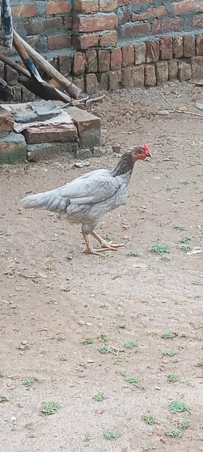 Location l nallah musalmana kallar syedan l h