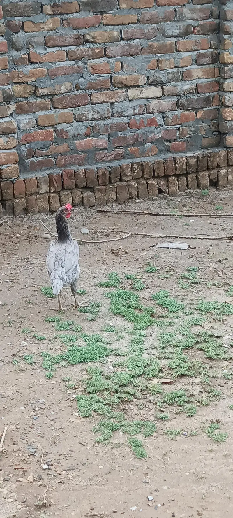 Location l nallah musalmana kallar syedan l h — photo 2