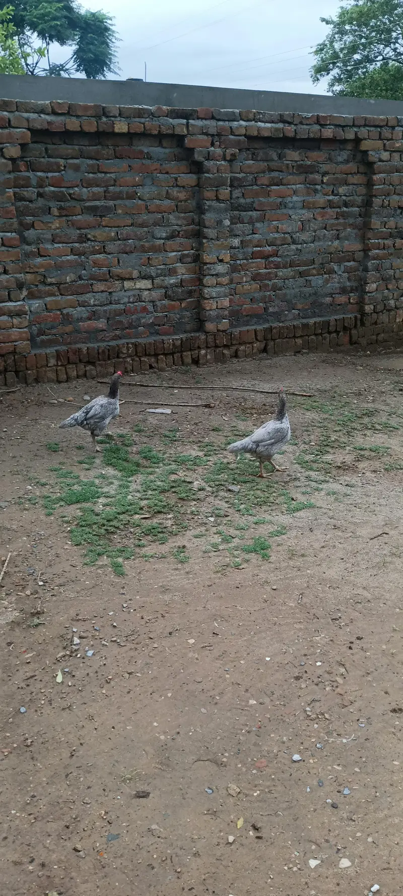 Location l nallah musalmana kallar syedan l h — photo 3