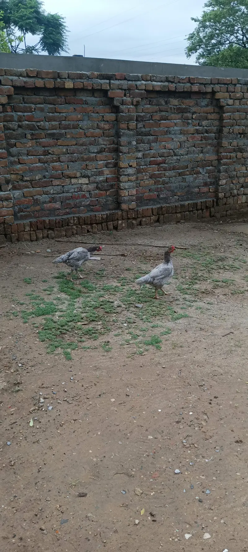 Location l nallah musalmana kallar syedan l h — photo 4