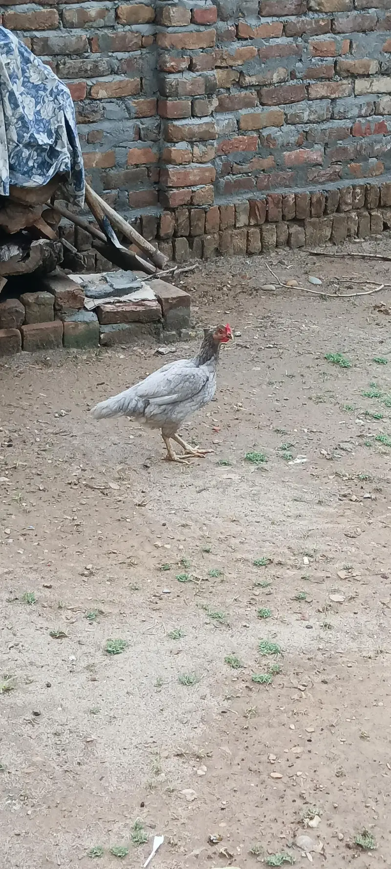 Location l nallah musalmana kallar syedan l h — photo 5