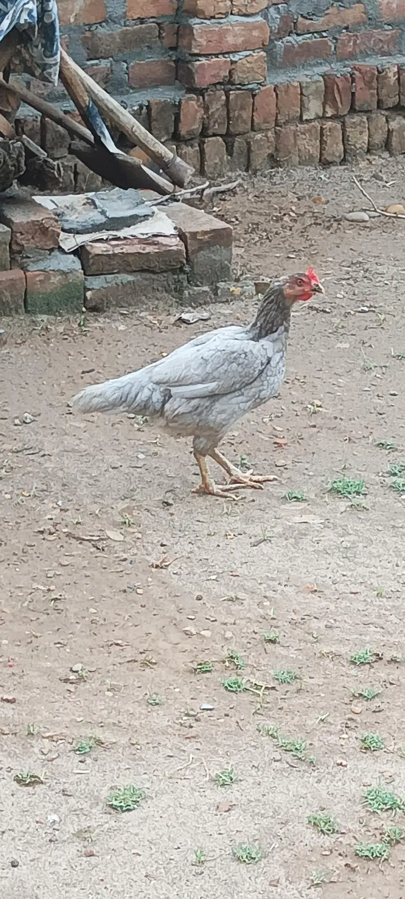 Location l nallah musalmana kallar syedan l h — photo 6