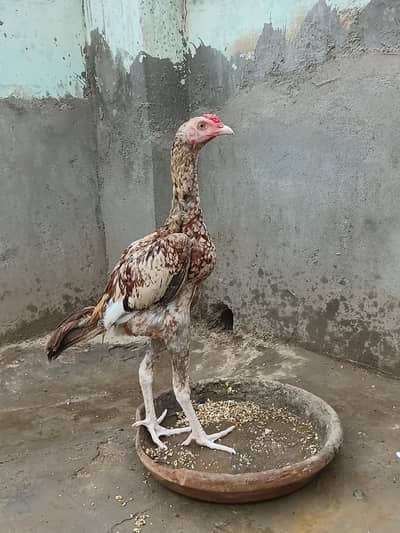Aseel lakhi madi or cheena murgha