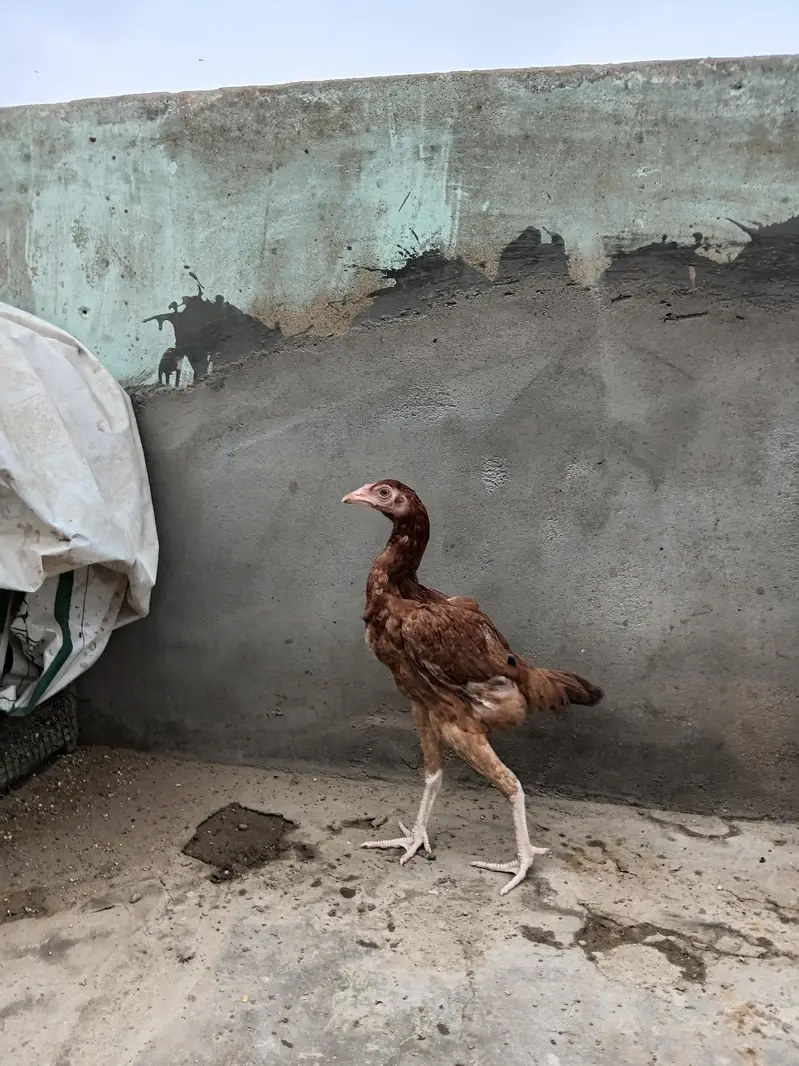 Aseel lakhi murghi or cheena murgha — photo 2