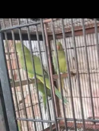 parrot and lights for wedding &12 rabiulawal wholesale rate only s/b/c