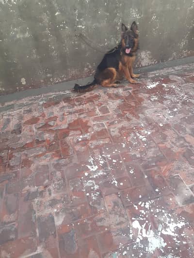 Non Pedigree Female