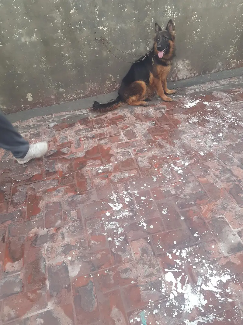 Non Pedigree Female — photo 3