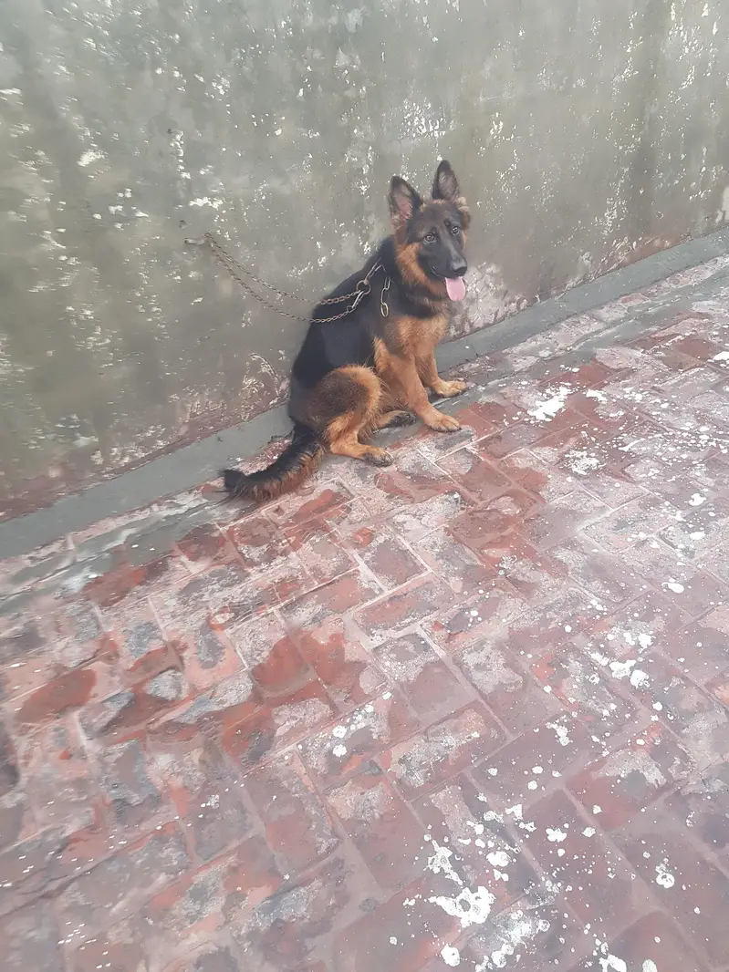 Non Pedigree Female — photo 4