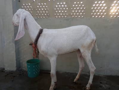 pori nasal ki bakri