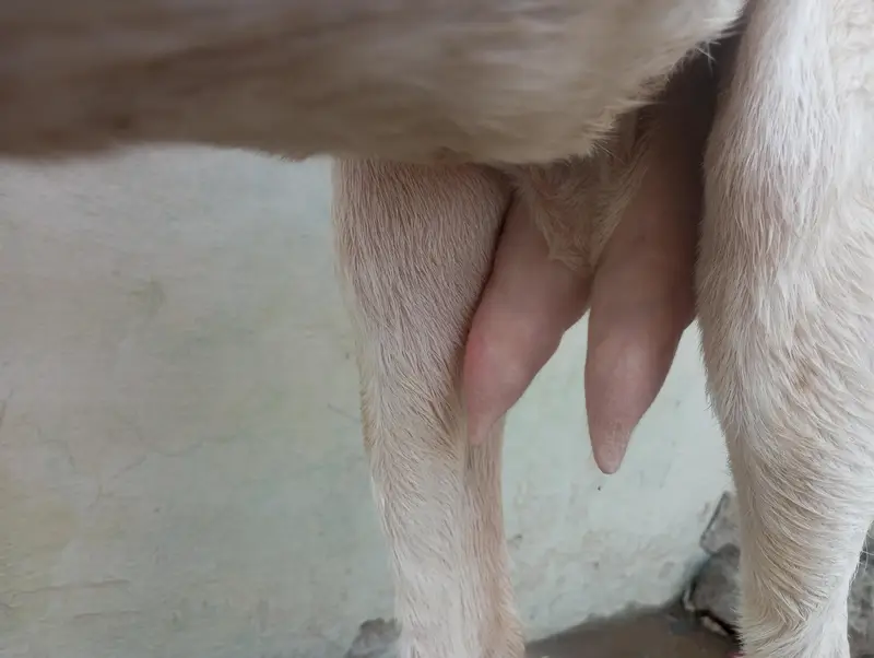 pori nasal ki bakri — photo 2
