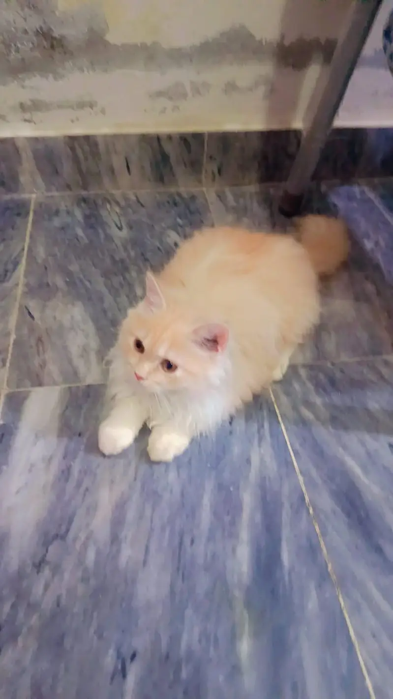 PERSIAN KITTEN TRIPPLE COATED AVAILABLE FOR SALE — photo 2
