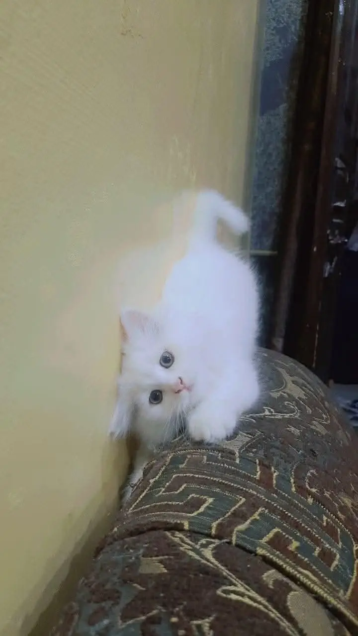 PERSIAN KITTEN TRIPPLE COATED AVAILABLE FOR SALE — photo 3