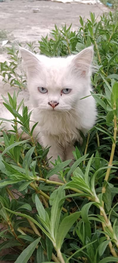 cats kids