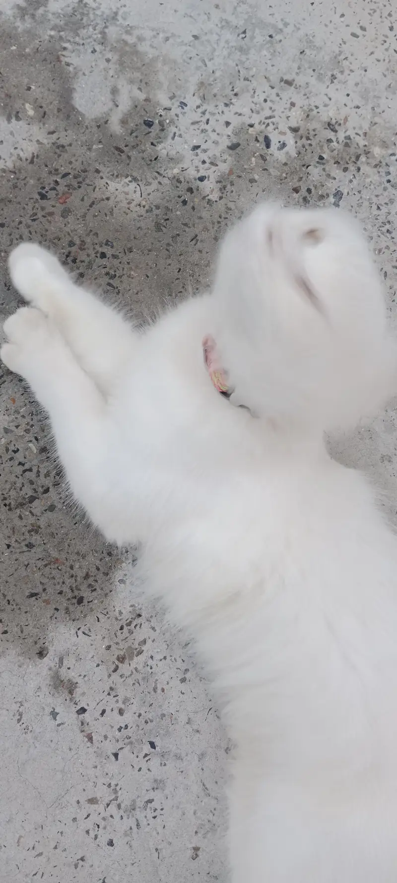 cats kids — photo 3