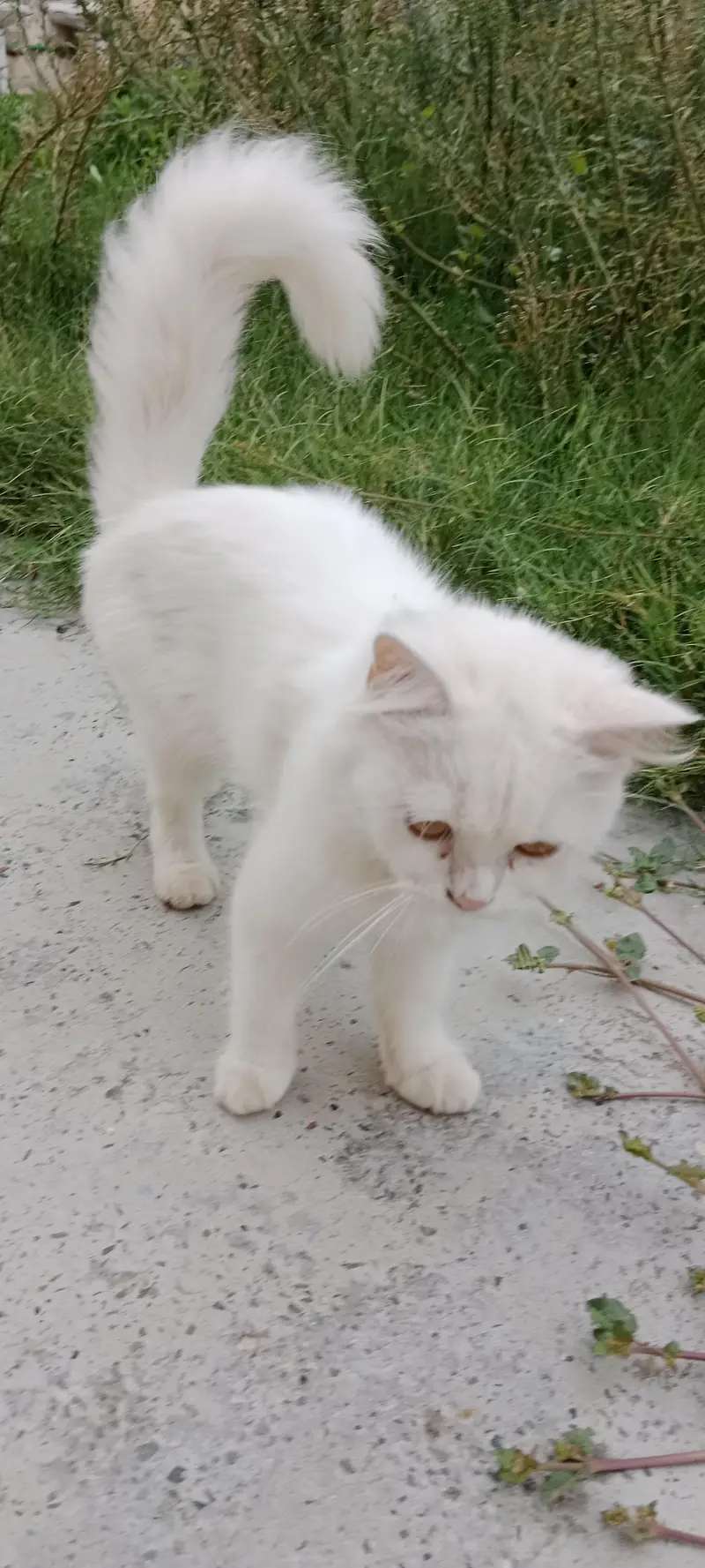 cats kids — photo 4