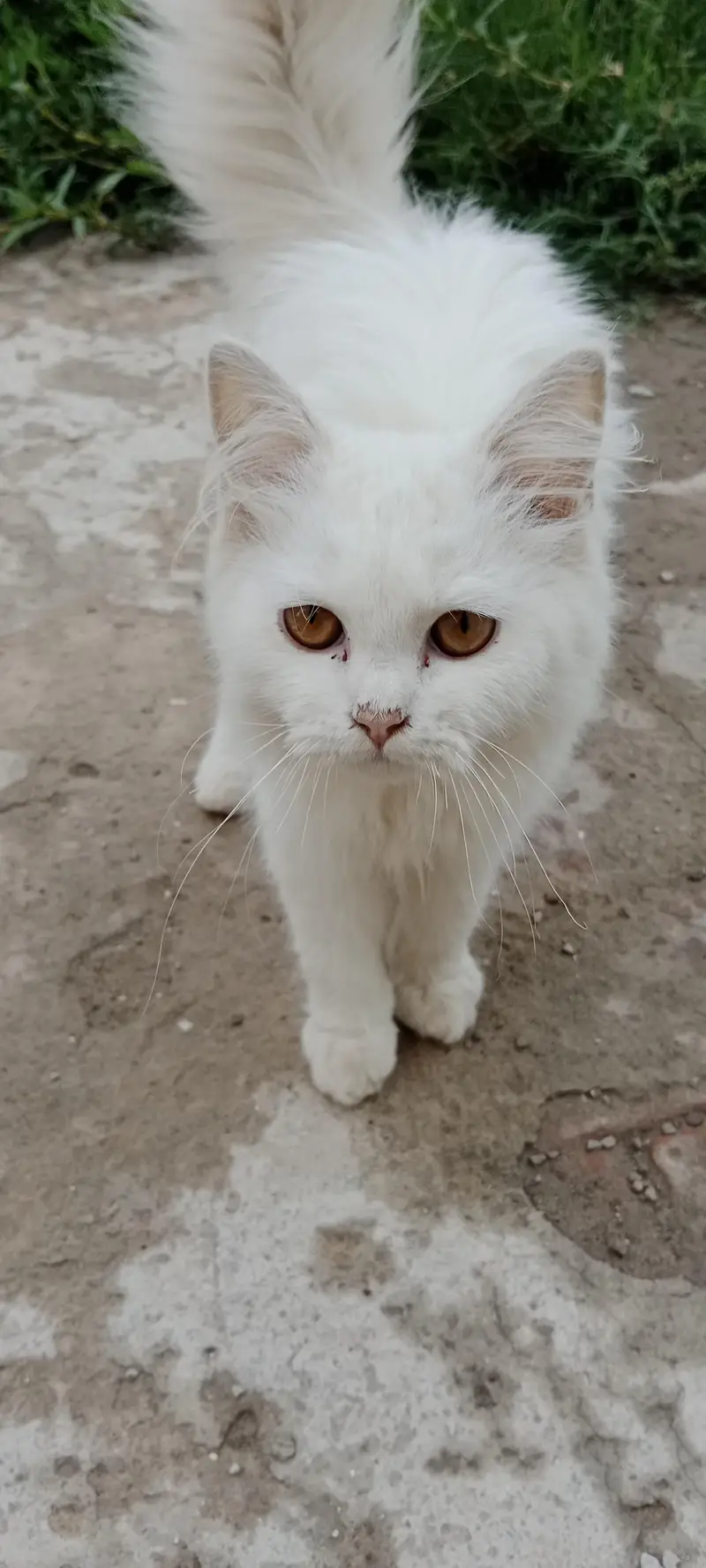 cats kids — photo 6