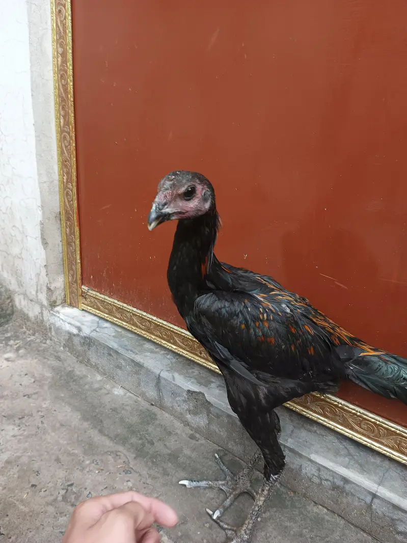 Aseel Dragon Pathy — photo 3