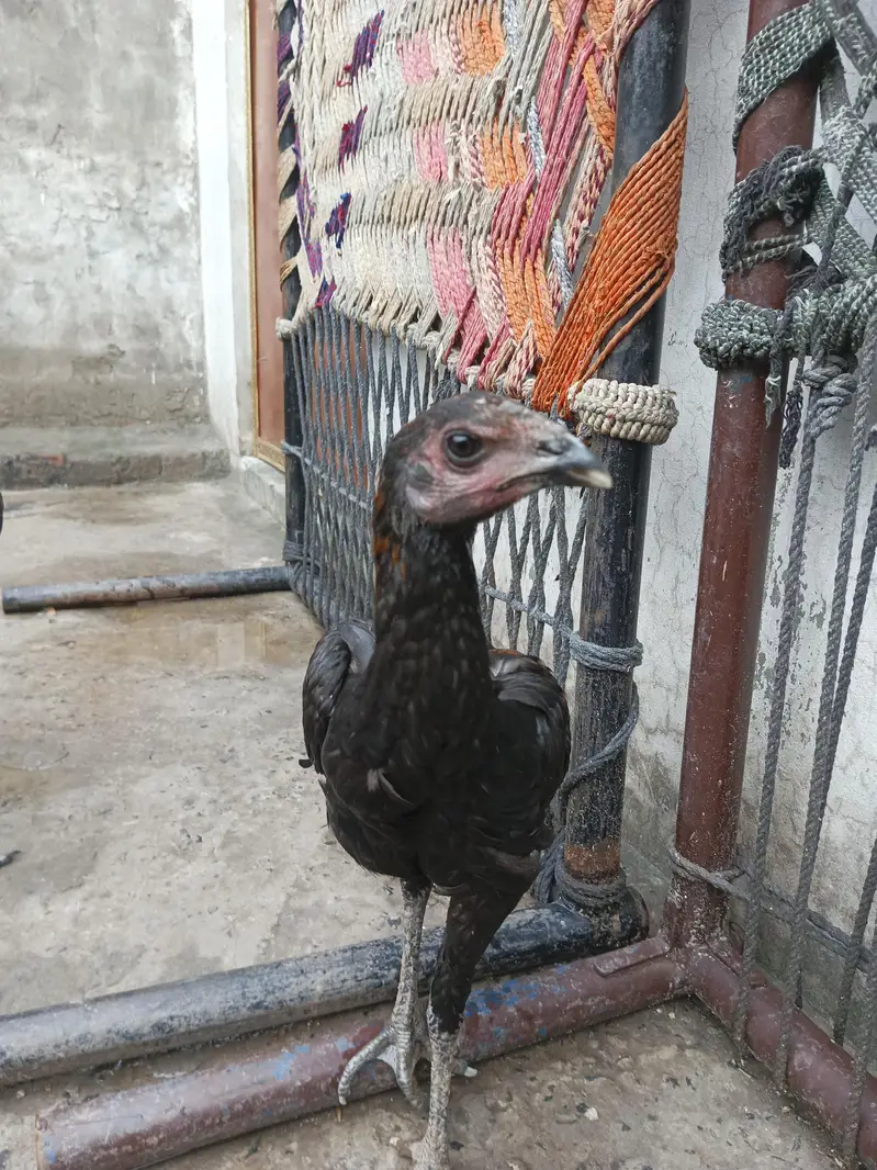 Aseel Dragon Pathy — photo 4