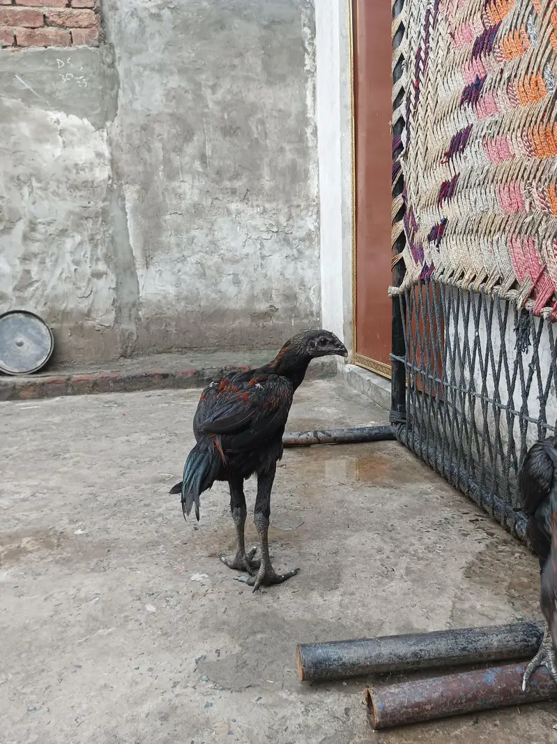 Aseel Dragon Pathy — photo 5