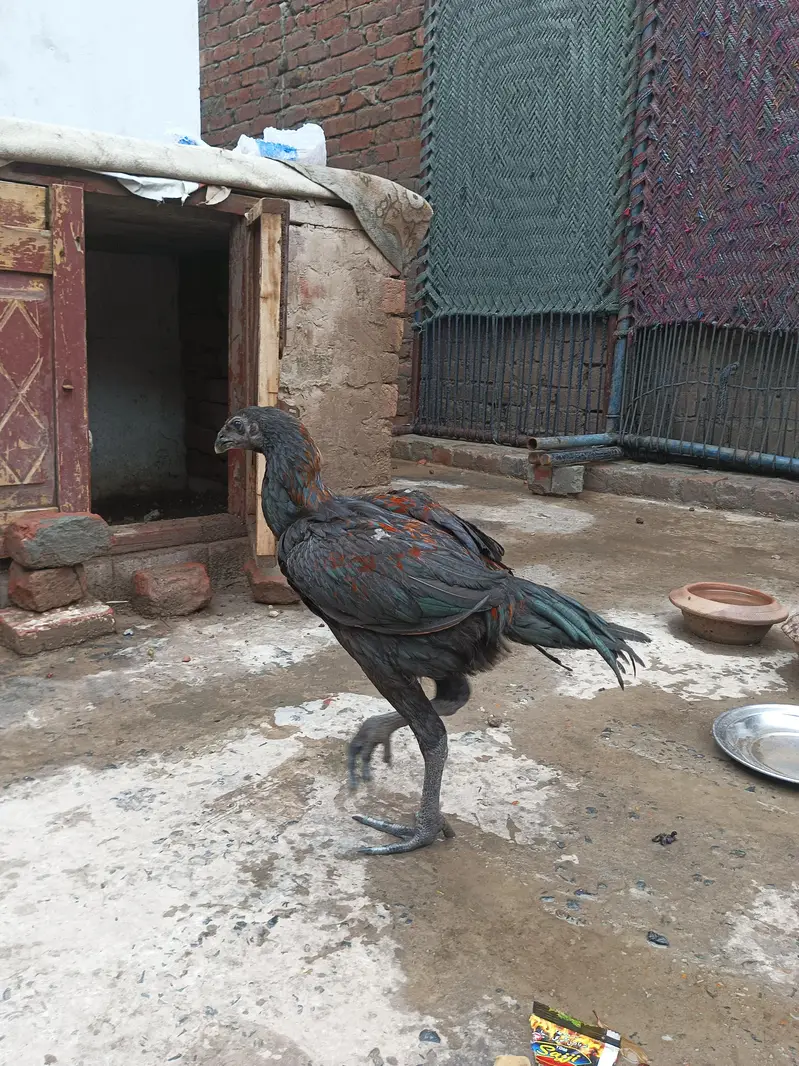 Aseel Dragon Pathy — photo 7