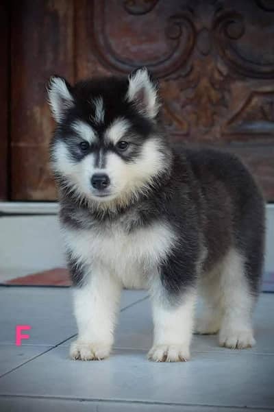 Siberian Husky Puppy | Wolly Coat | Blue Eyes Husky | Dog Puppies