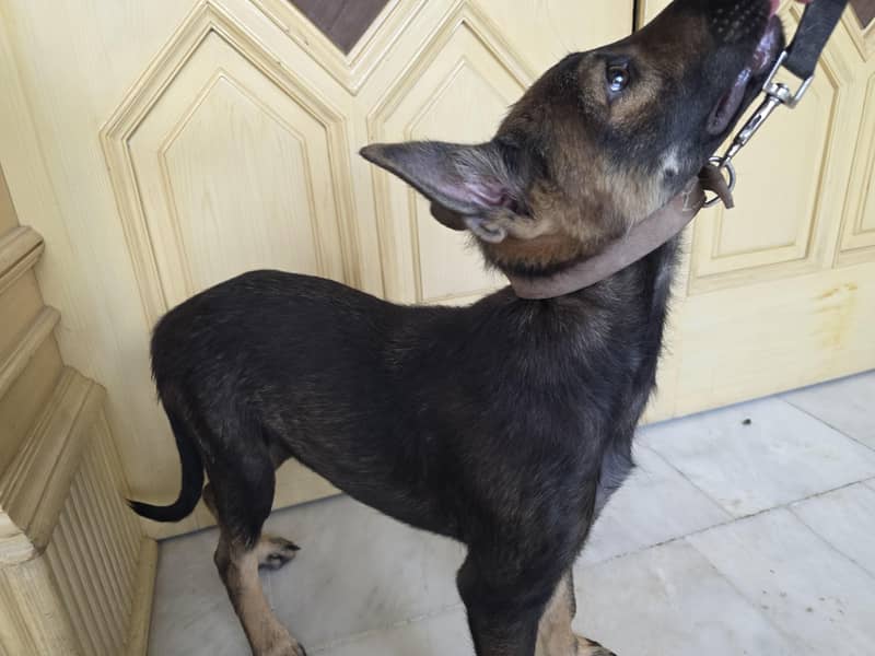 German Shephard 3