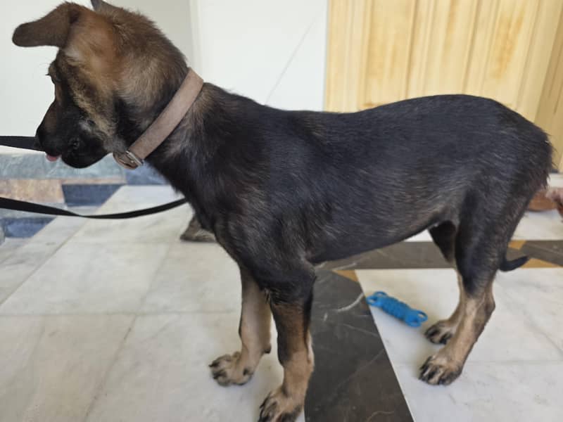 German Shephard 4