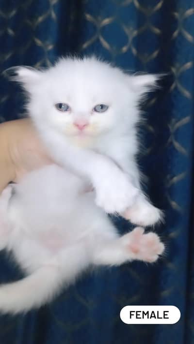 pure home Persian kittens for sale