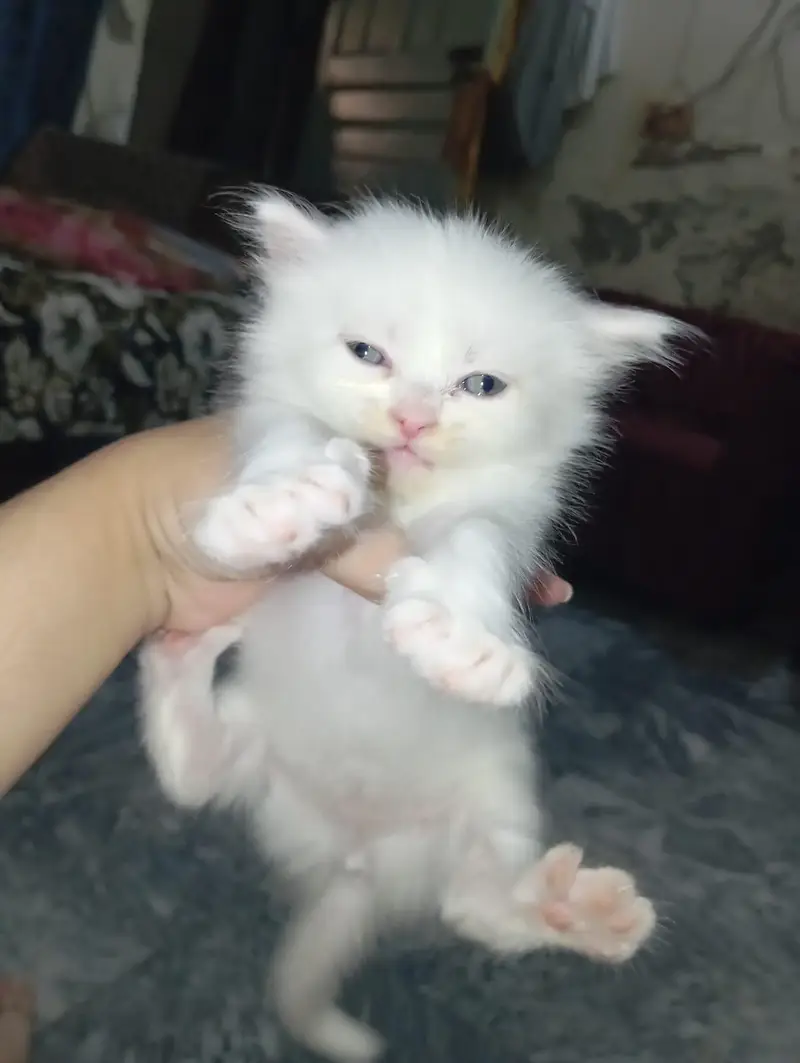 pure home Persian kittens for sale — photo 2