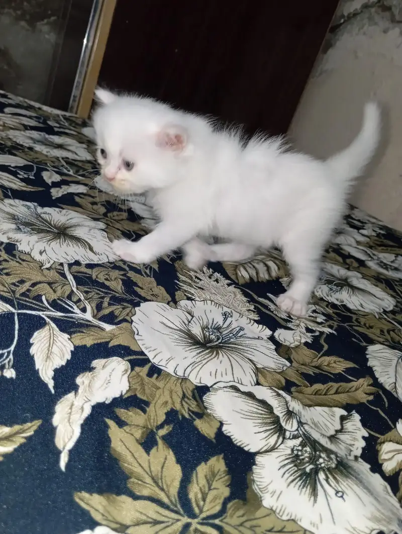 pure home Persian kittens for sale — photo 3
