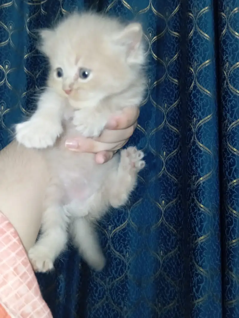 pure home Persian kittens for sale — photo 5
