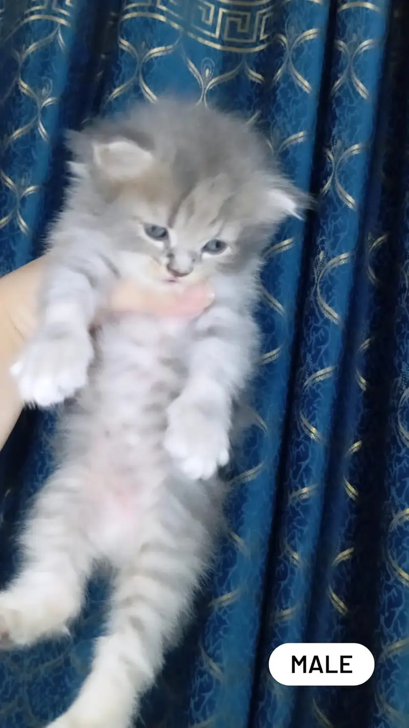 pure home Persian kittens for sale — photo 6