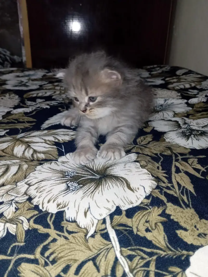 pure home Persian kittens for sale — photo 7