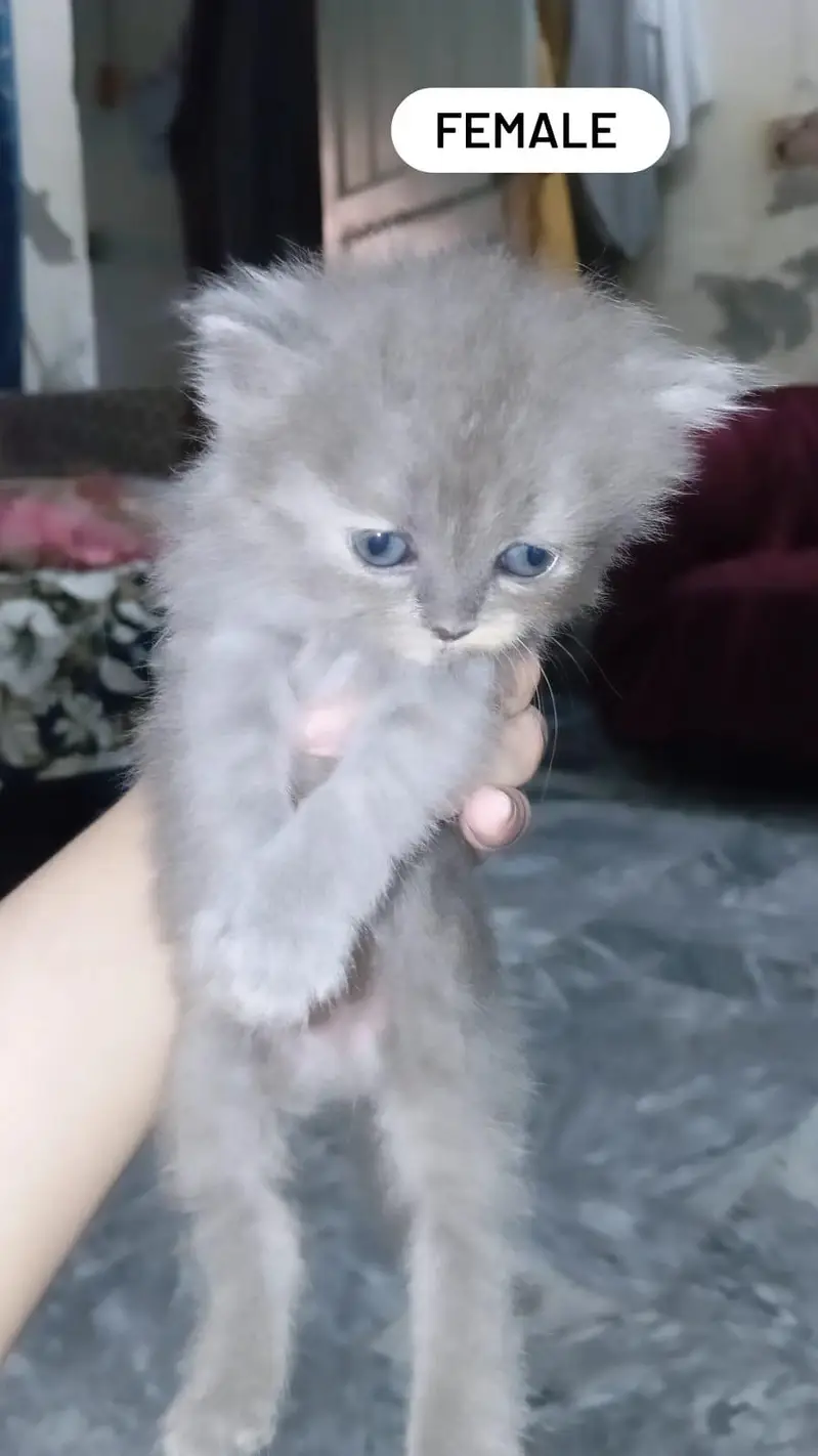 pure home Persian kittens for sale — photo 8